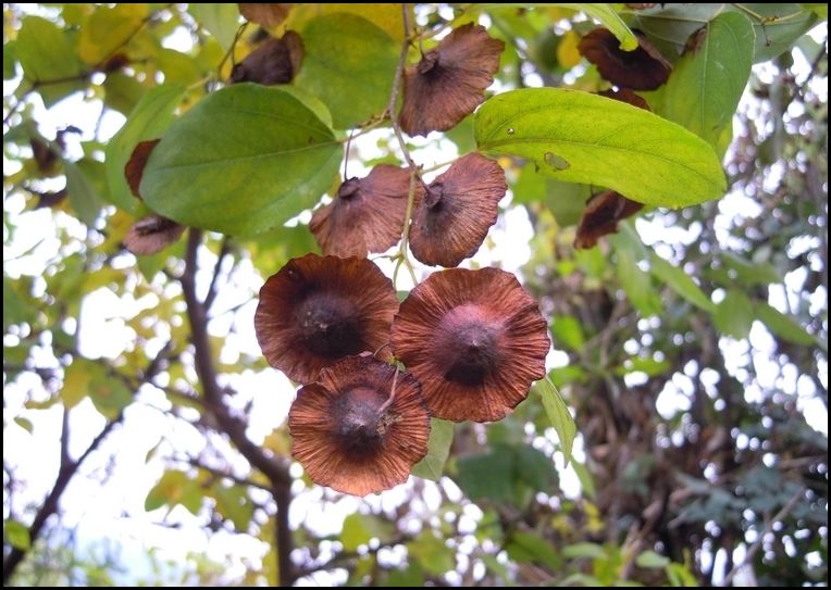 Arbusto spinoso - Paliurus spina-christi